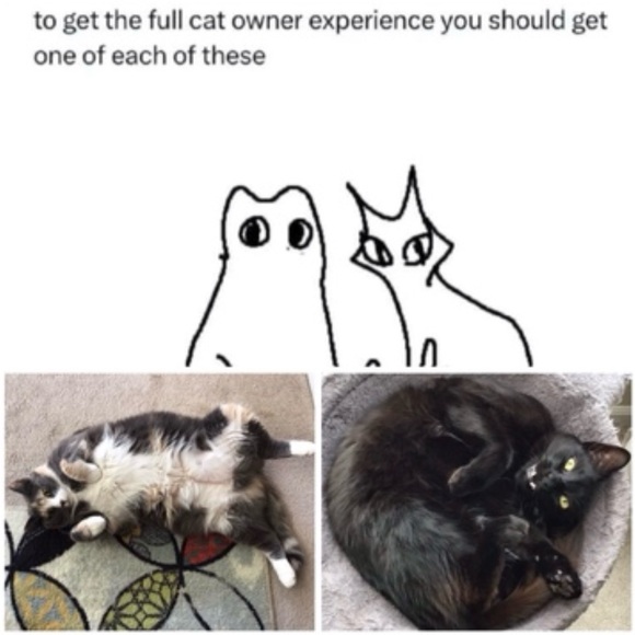 Meet your Posher, Nicolle - Picture 10 of 10